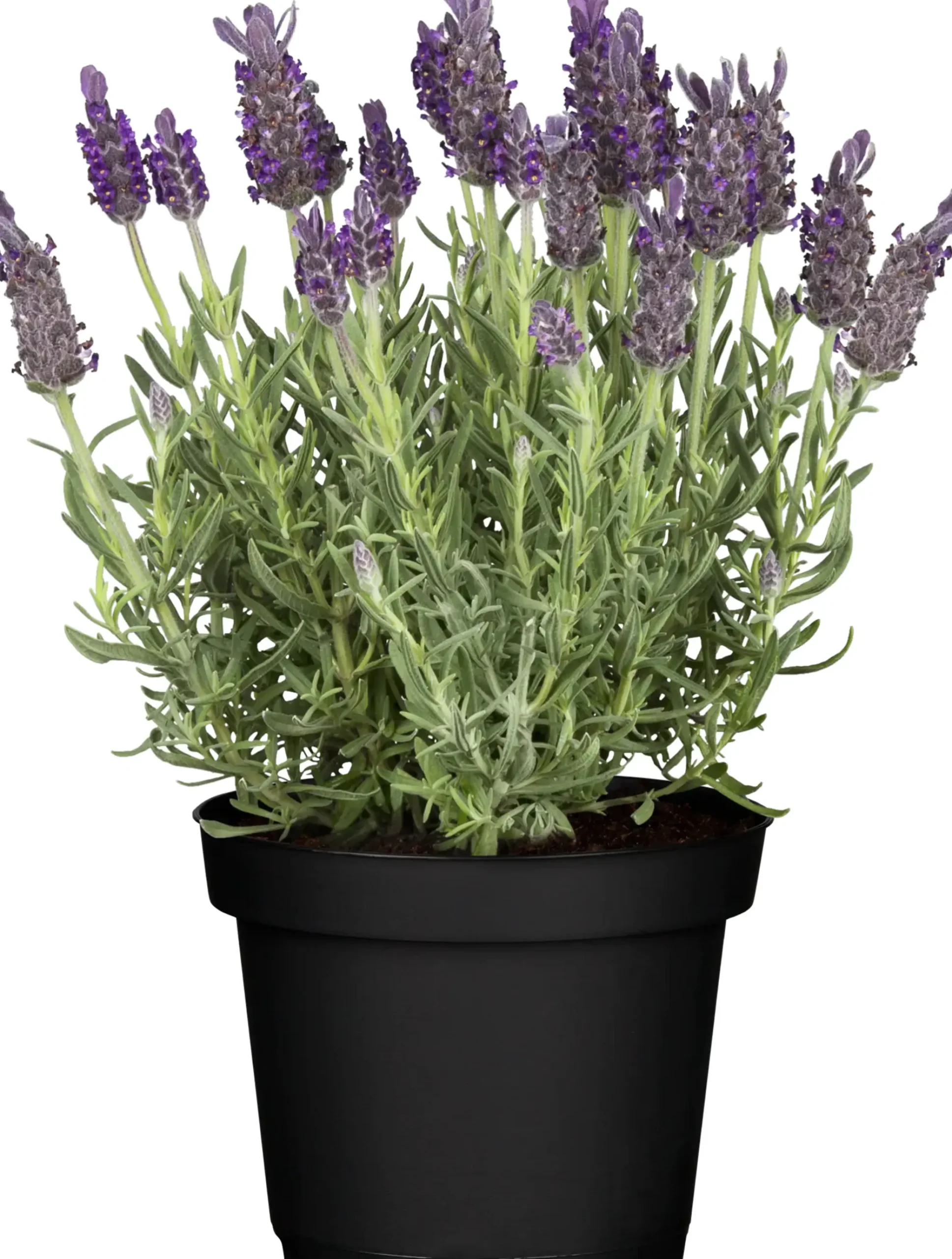 Schopflavendel Lavendula H 30 cm 12cm Topf