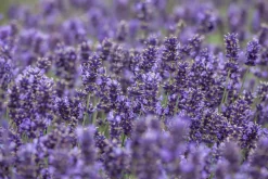 Schopflavendel Lavendula H 30 cm 12cm Topf