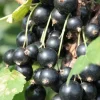 Schwarze Johannisbeere 3 L Container