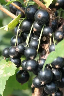 Schwarze Johannisbeere 3 L Container