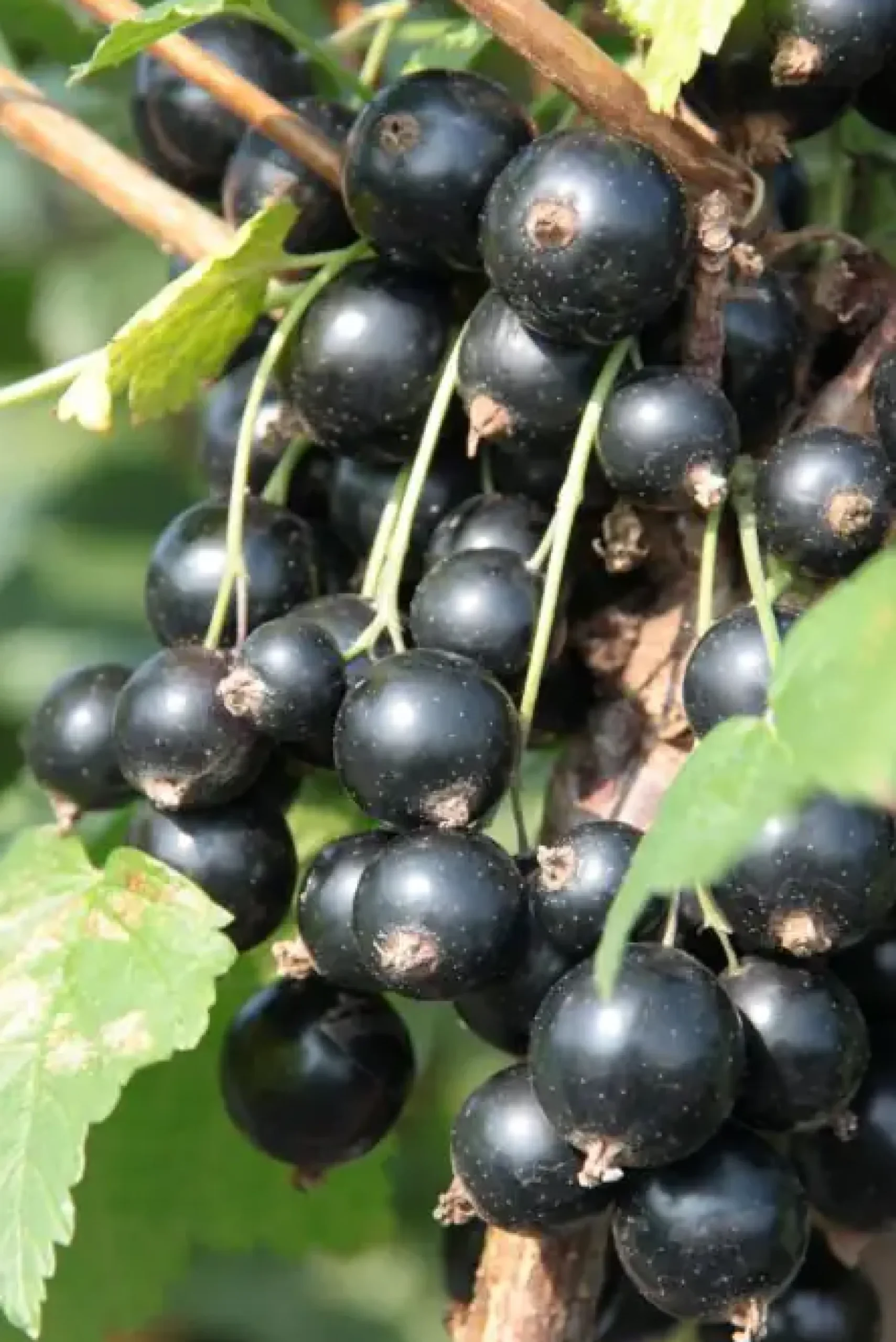 Schwarze Johannisbeere 3 L Container