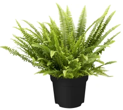 Schwertfarn Nephrolepis H ca. 35 cm 12 cm Topf