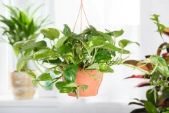 Scindapsus Ampel Efeutute 45 cm 15 cm Topf
