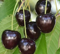 Süßkirschenbaum Kassins Frühe Herzkirsche 7,5 L Container