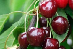 Süßkirschenbaum Schneiders Späte Knorpel 7,5 L Container