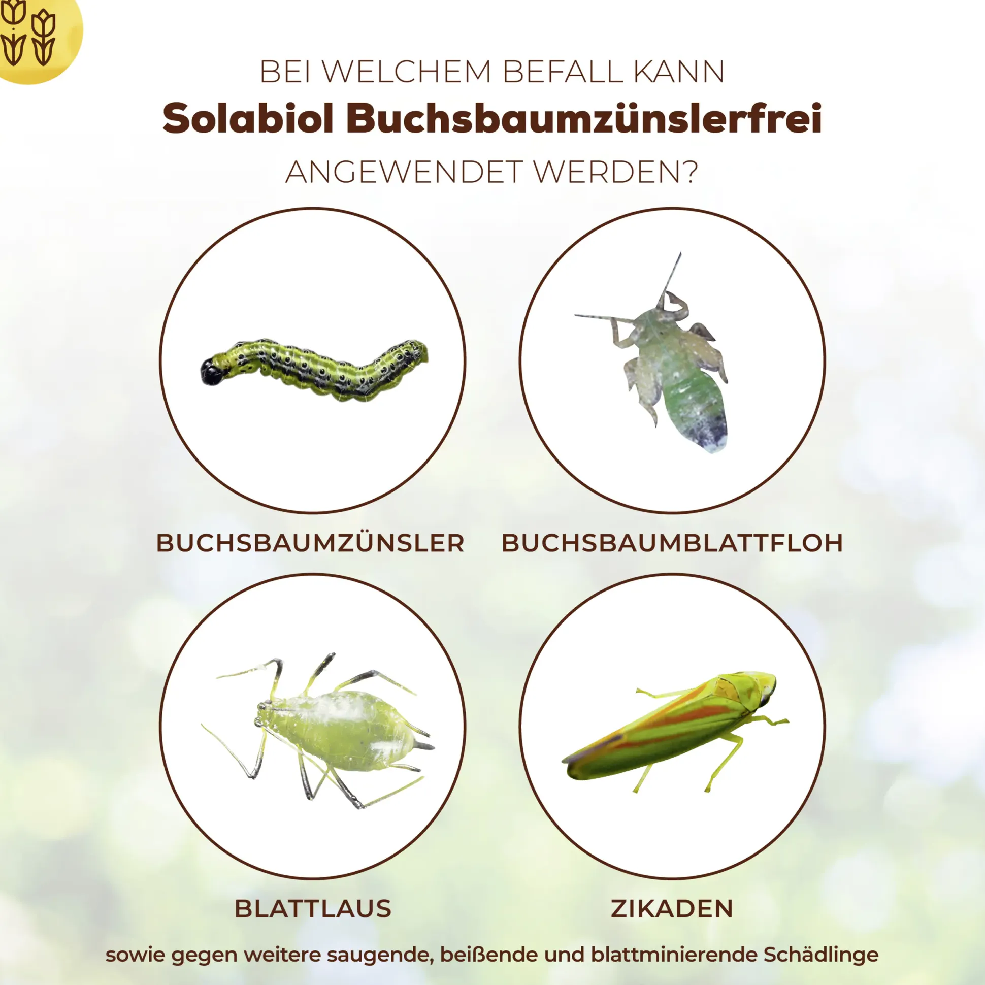 Solabiol Buchsbaumzünslerfrei 50 ml