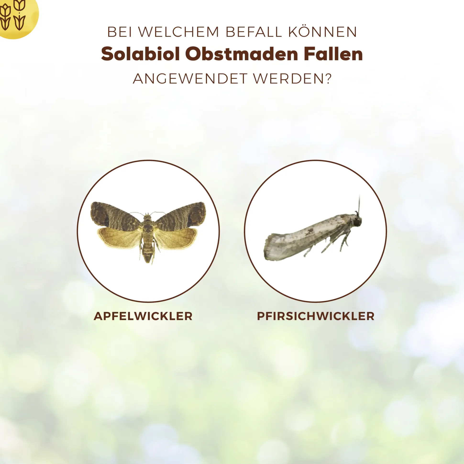 Solabiol Obstmaden Fallen 5 Stück