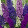 Sommerflieder 3 l Container