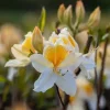 Sommergrüne Azalee Azalea Knap-Hill Hybriden, 5 L Container