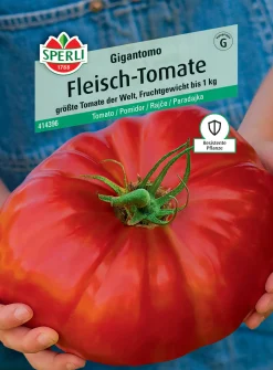 Sperli Fleisch-Tomate Gigantomo F1
