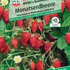 Sperli Monatserdbeere Sperli 's Bowlenzauber