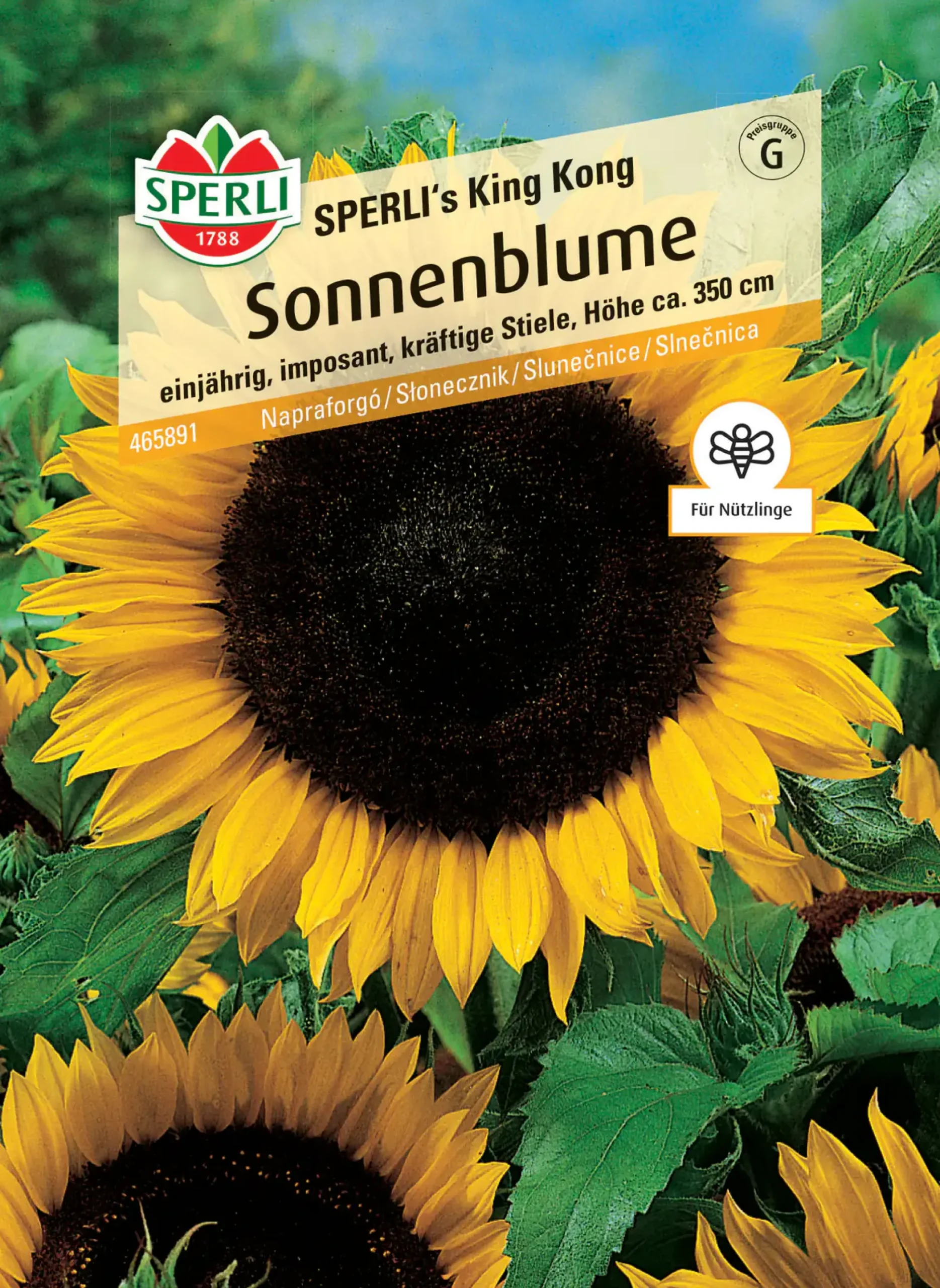 Sperli Sonnenblume SPERLI's King Kong
