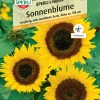 Sperli Sonnenblume SPERLI's Helios