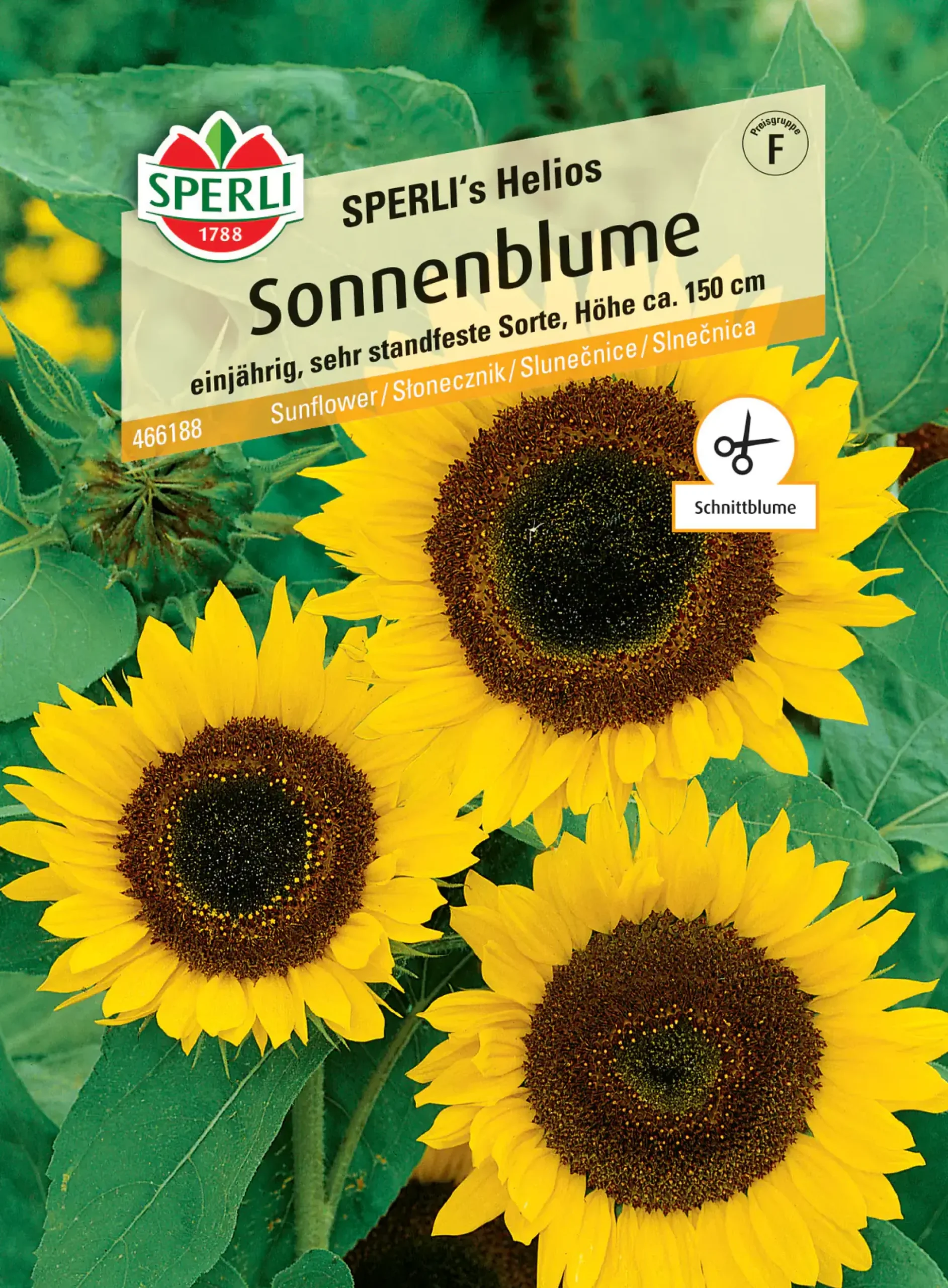 Sperli Sonnenblume SPERLI's Helios