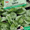 Sperli Spinat Apollo F1 Saatband