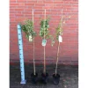 Stachelbeeren Stamm in Sorten 3 L Container