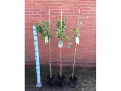 Stachelbeeren Stamm in Sorten 3 L Container