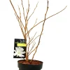 Sternmagnolie 5 l Container