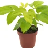 Strahlenaralie Schefflera Amata Golden H 30 cm, 12 cm Topf