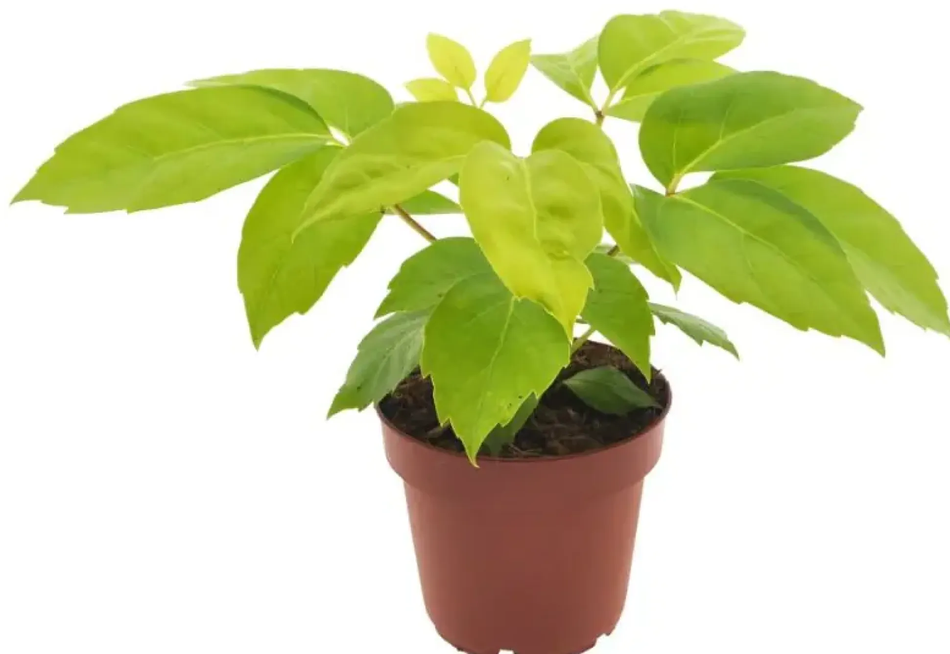 Strahlenaralie Schefflera Amata Golden H 30 cm, 12 cm Topf