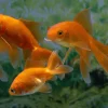 Teichfisch Schleierschwanz rot 4 - 6 cm Carassius auratus