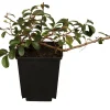 Teppichmispel Cotoneaster dammeri 'Coral Beauty' 0,5 L Container