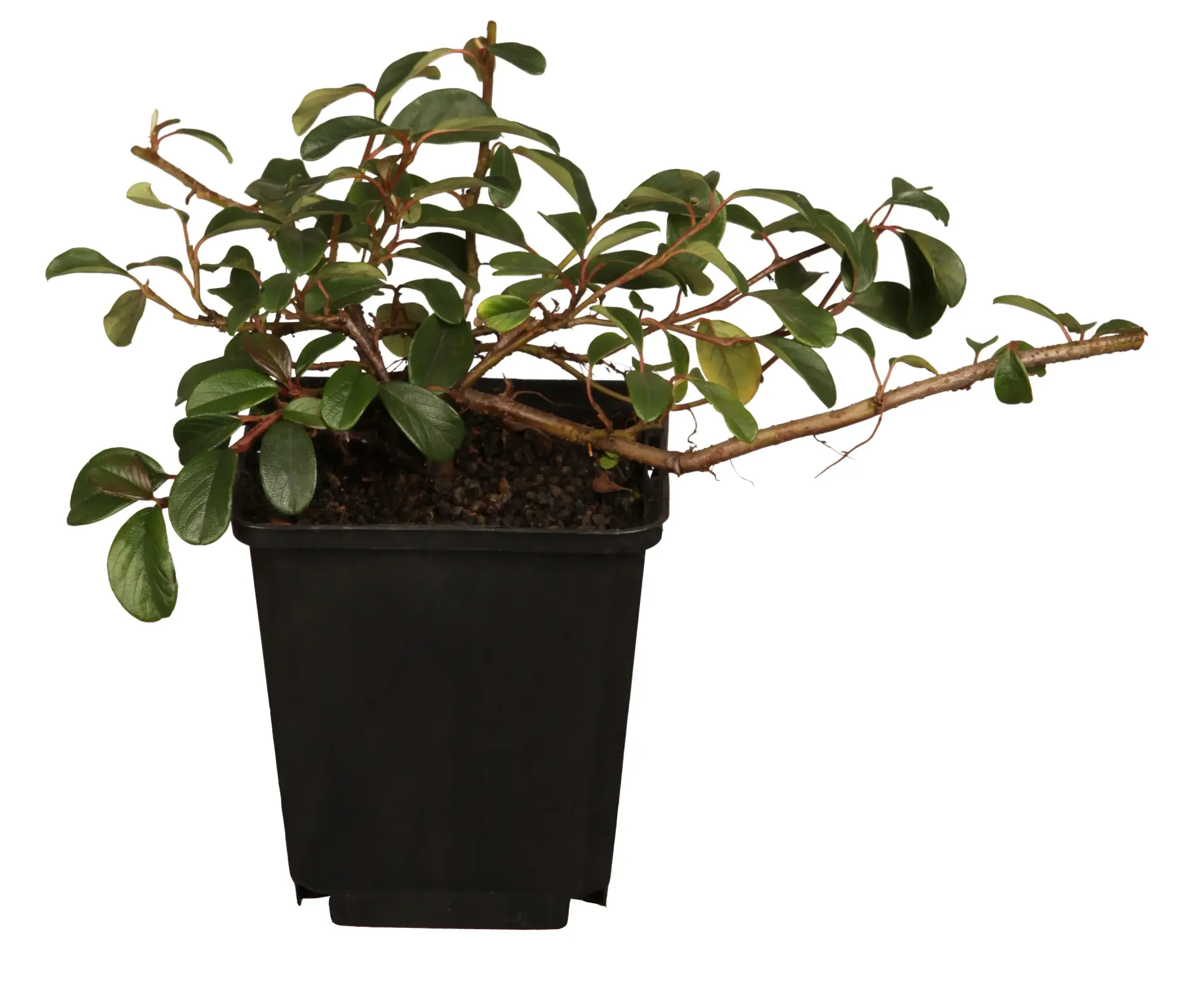 Teppichmispel Cotoneaster dammeri 'Coral Beauty' 0,5 L Container
