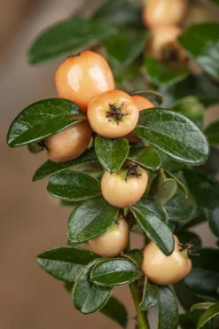 Teppichmispel Cotoneaster dammeri 'Coral Beauty' 0,5 L Container
