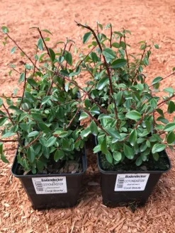 Teppichmispel Cotoneaster dammeri 'Coral Beauty' 0,5 L Container