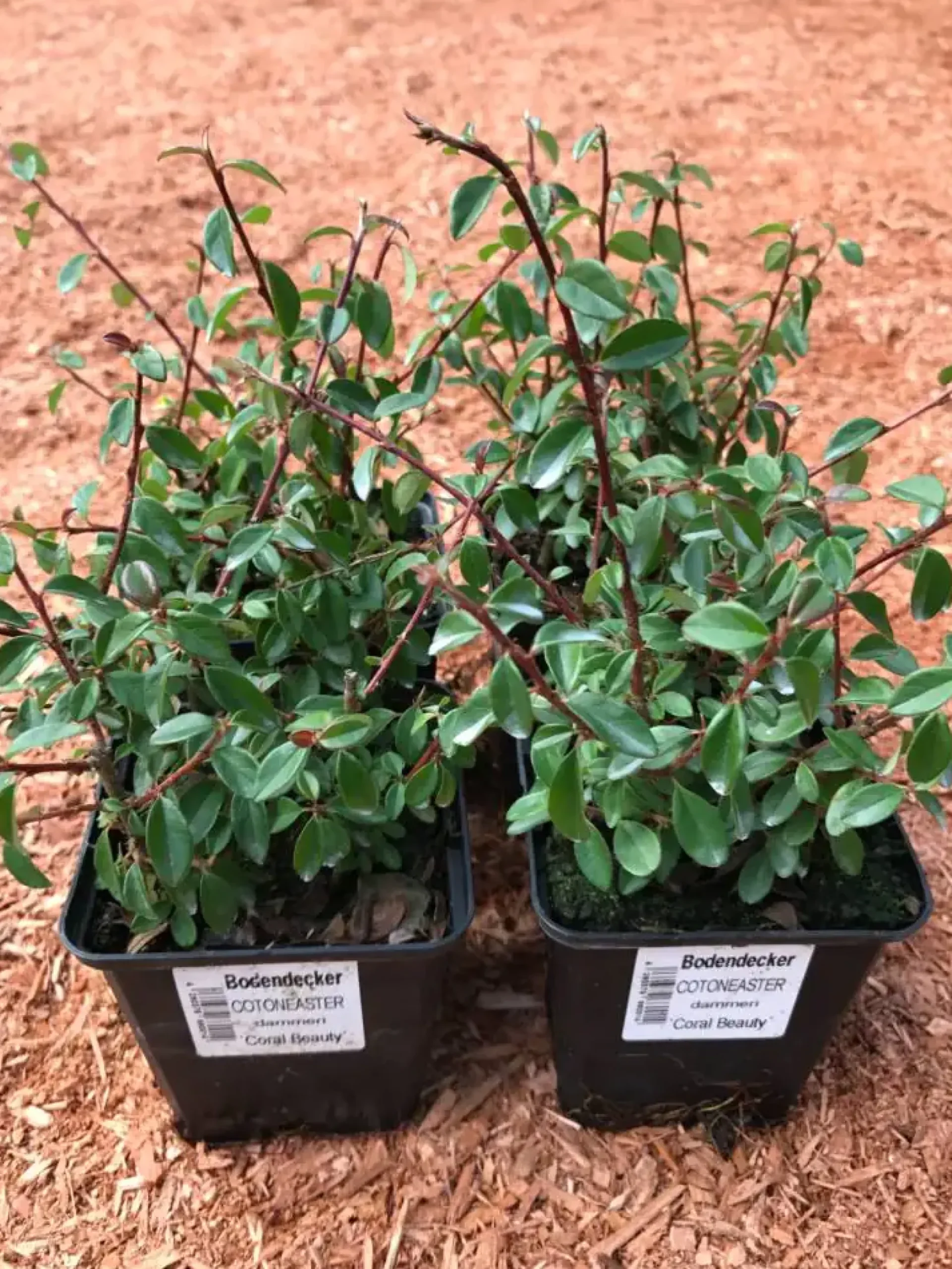 Teppichmispel Cotoneaster dammeri 'Coral Beauty' 0,5 L Container