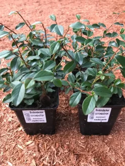 Teppichmispel Cotoneaster dammeri 'Radicans' 0,5 l Container