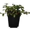 Teppichmispel Cotoneaster dammeri 'Frieders Evergreen' 0,5 l Container