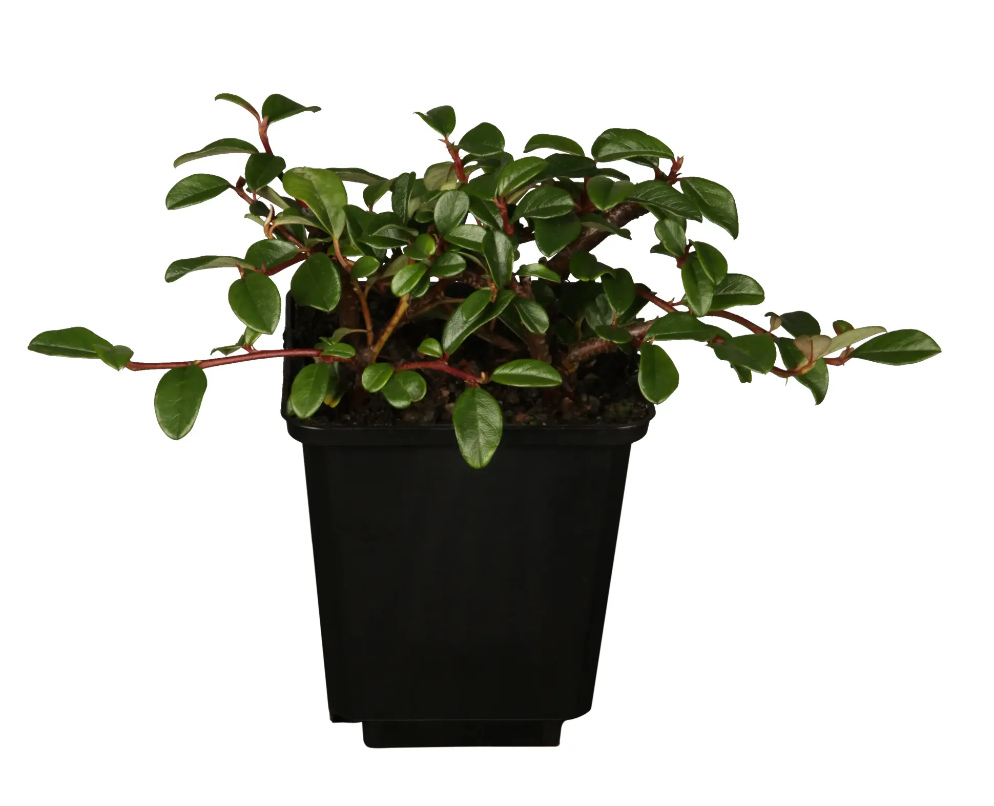 Teppichmispel Cotoneaster dammeri 'Frieders Evergreen' 0,5 l Container