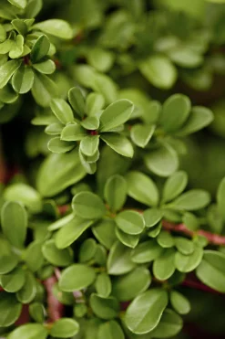 Teppichmispel Cotoneaster dammeri 'Frieders Evergreen' 0,5 l Container