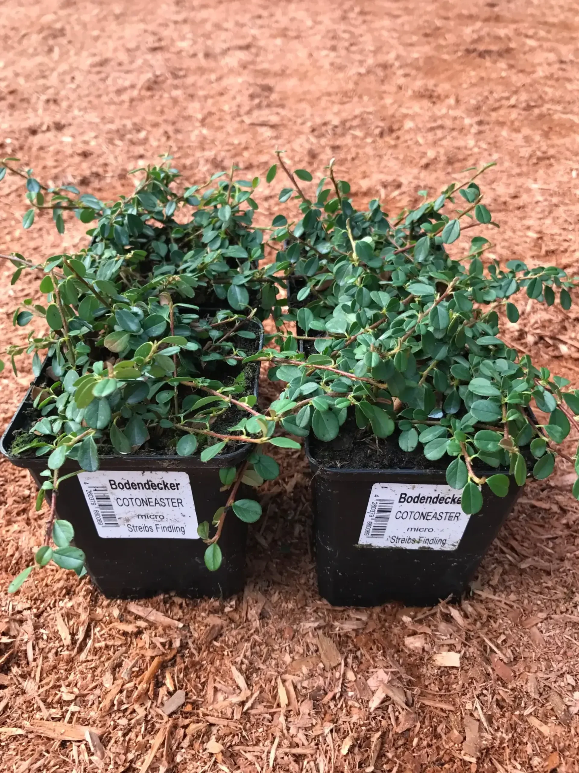 Teppichmispel Cotoneaster dammeri 'Frieders Evergreen' 0,5 l Container
