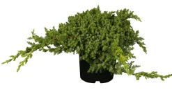 Teppichwacholder 'Nana' 2 L Container