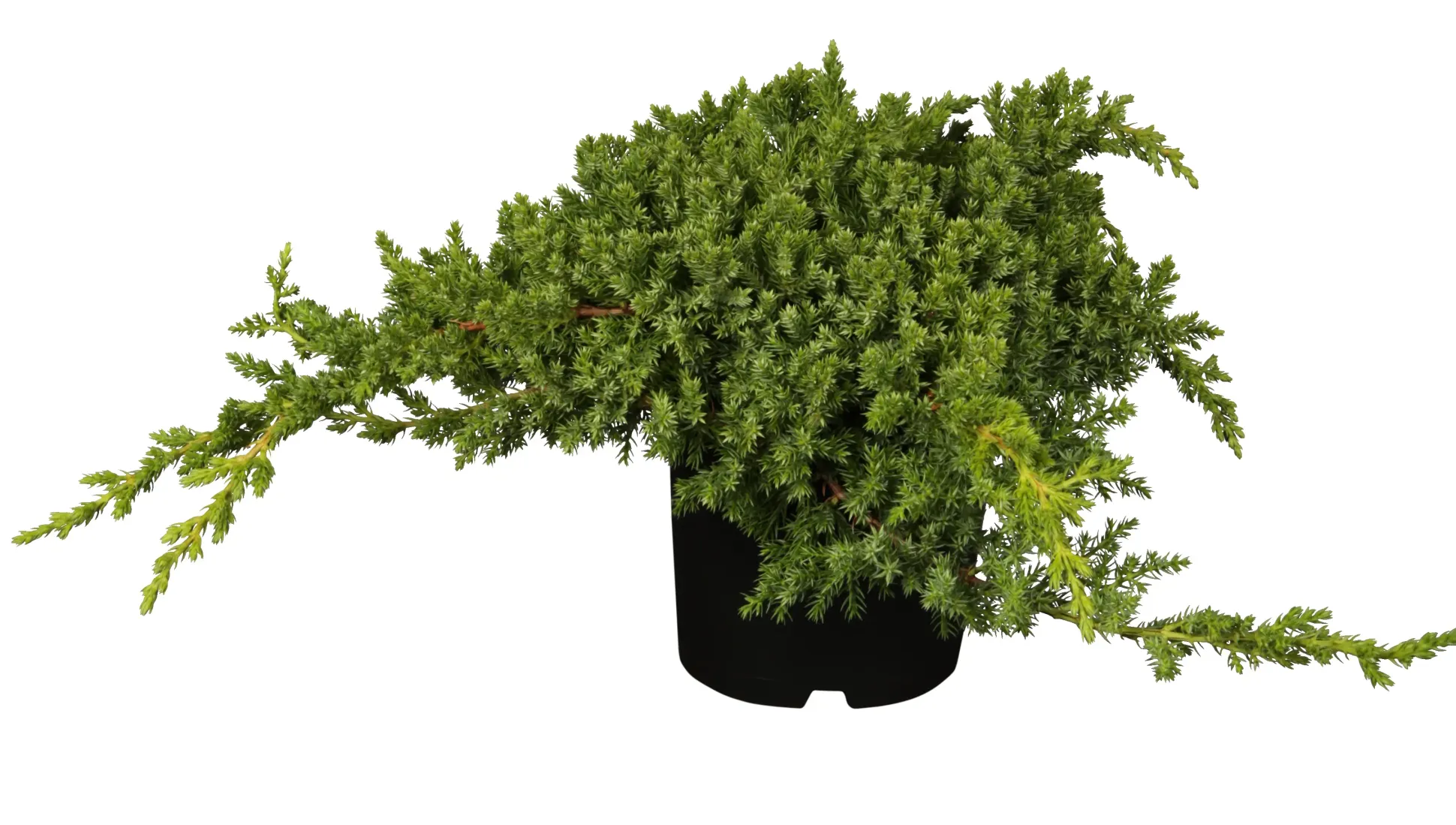 Teppichwacholder 'Nana' 2 L Container