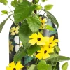 Thunbergia Alata 'Sunny Susy' Schwarzäugige Susanne 13 cm