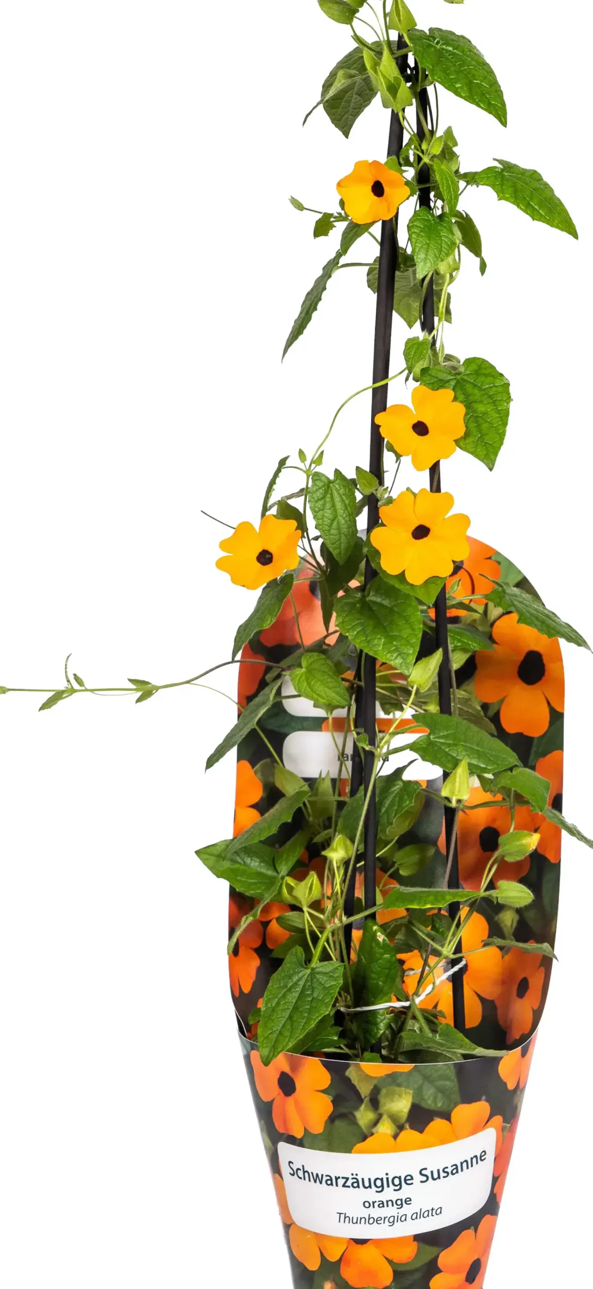Thunbergia Alata 'Sunny Susy' Schwarzäugige Susanne 13 cm