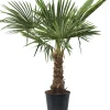 Trachycarpus fortunei Chinesische Hanfpalme 36 cm Topf
