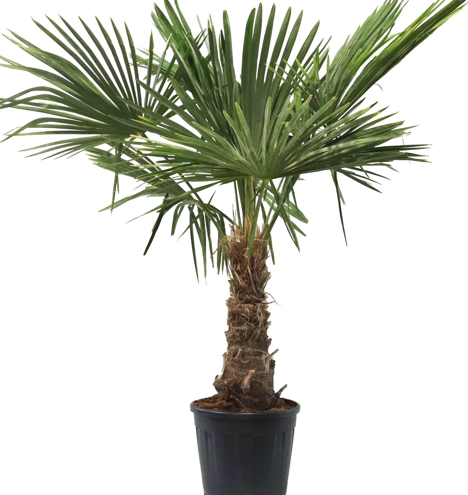 Trachycarpus fortunei Chinesische Hanfpalme 36 cm Topf