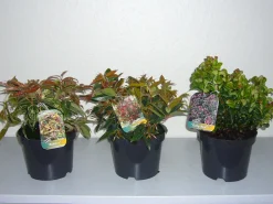 Traubenheide 2 L Container