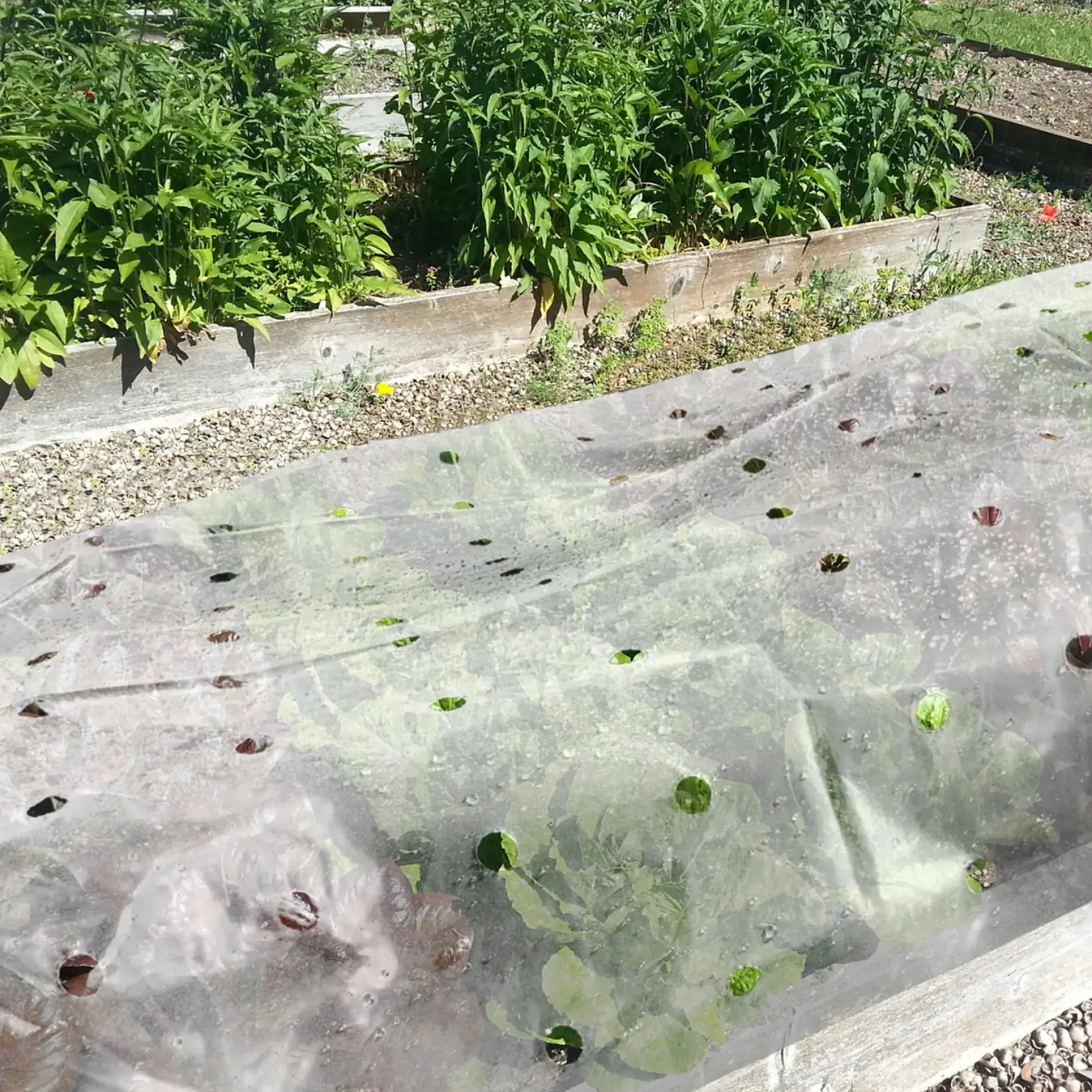 TrendLine Frühbeetfolie 1,5 x 3 m