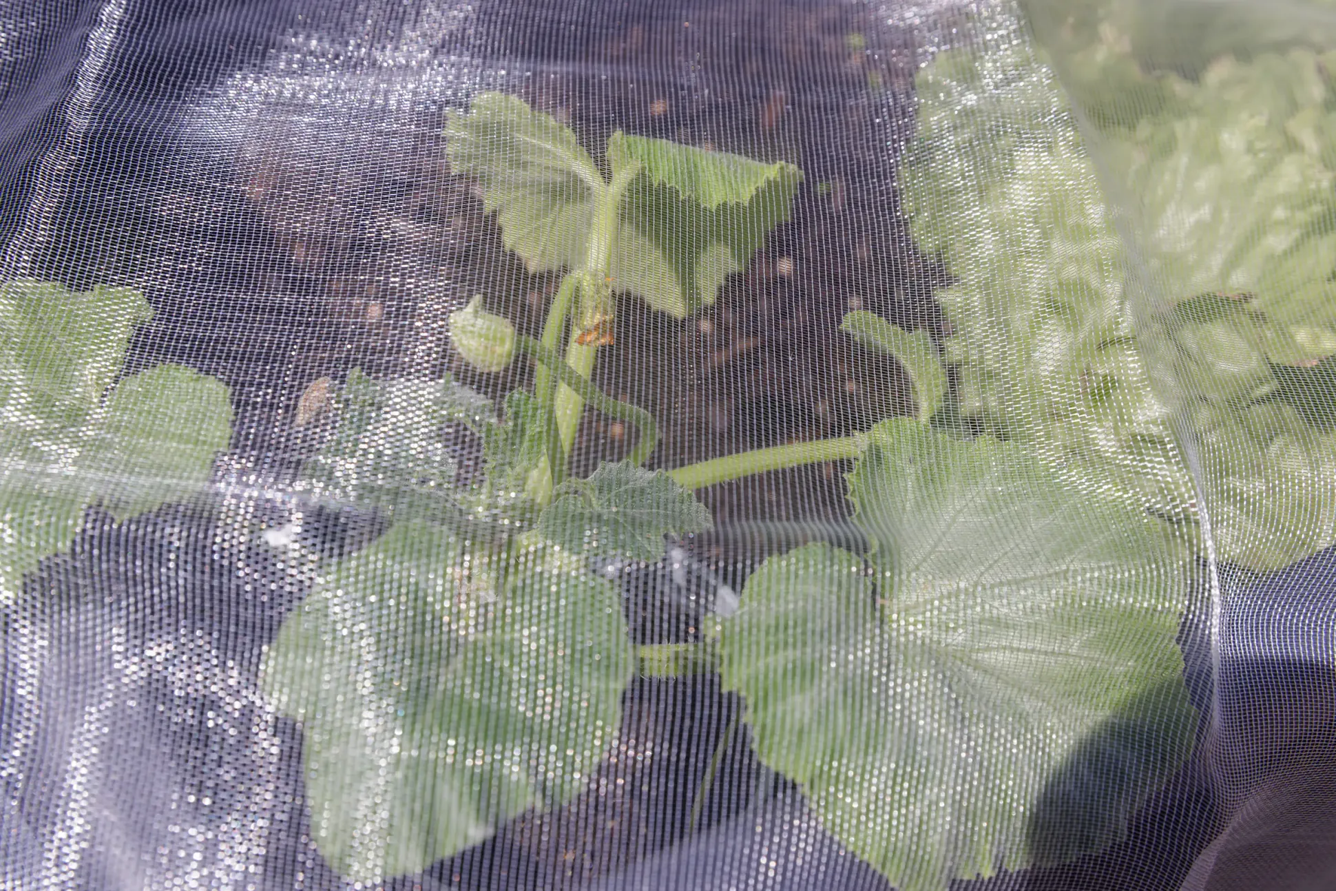 TrendLine Insektenschutznetz 2 x 5 m