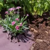 TrendLine Rindenmulchvlies 1,5 x 20 m