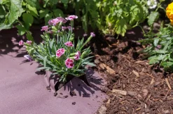 TrendLine Rindenmulchvlies 1,5 x 20 m