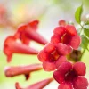 Trompetenblume Fire Trumpet 15 cm Roco Topf, 100 cm hoch