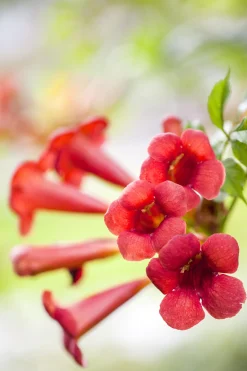 Trompetenblume Fire Trumpet 15 cm Roco Topf, 100 cm hoch