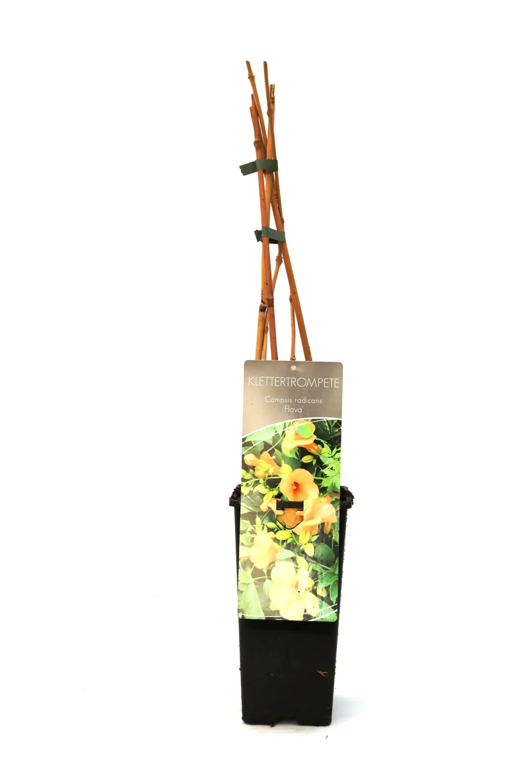 Trompetenblume Flava 2 L Eckcontainer