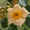Trompetenblume Golden Trumpet 15 cm Roco Topf, 100 cm hoch
